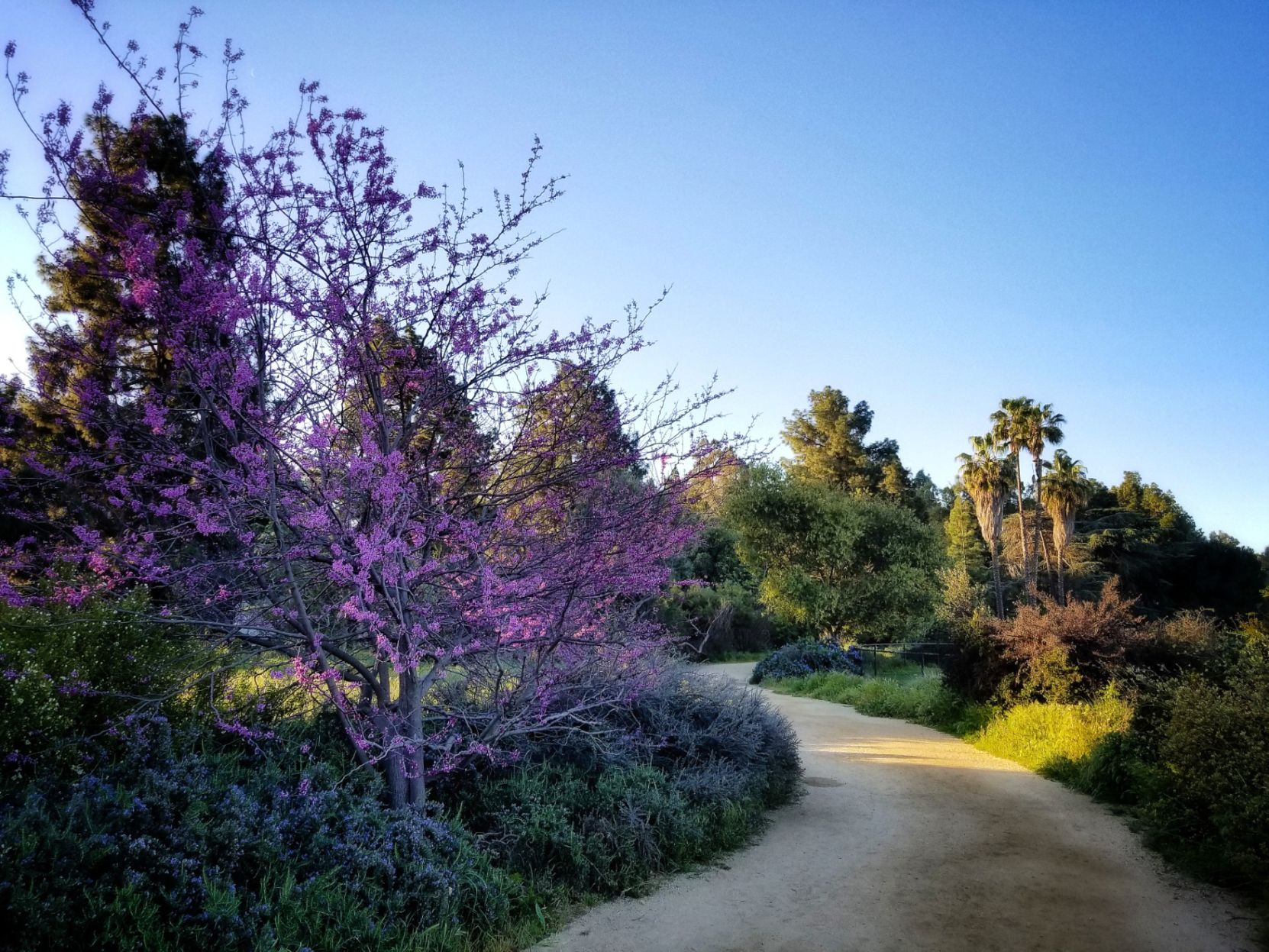 Silver Lake Meadow in bloom